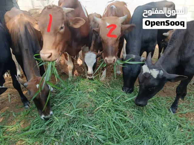 للبيع عجل  الدار