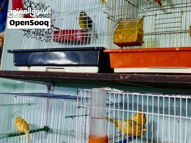 عصافير كناري الوان مميزة نحاسي كرزي مشمشي  بصلي كلها جواز شغاله موجود 8 جواز كله شغاله