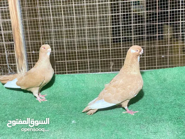 طيور حمام شغالات