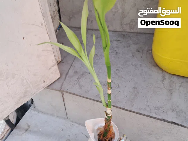 Indoor plant 5 BD