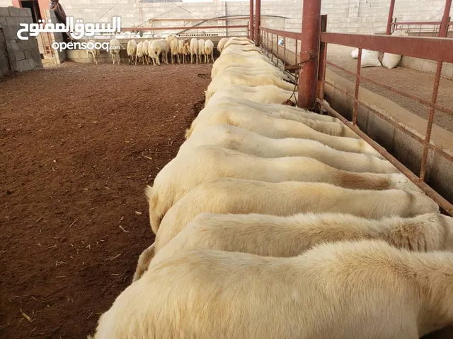 كباش مروعي غني عن التعريف