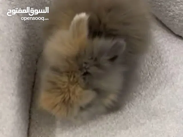 ارنب فرنسي للبيع