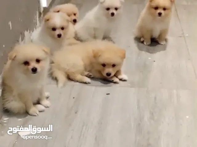 عدد (3) جرو بومرينيان