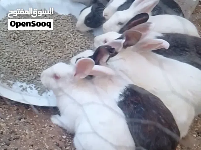 اناثي بلدي عدد 9