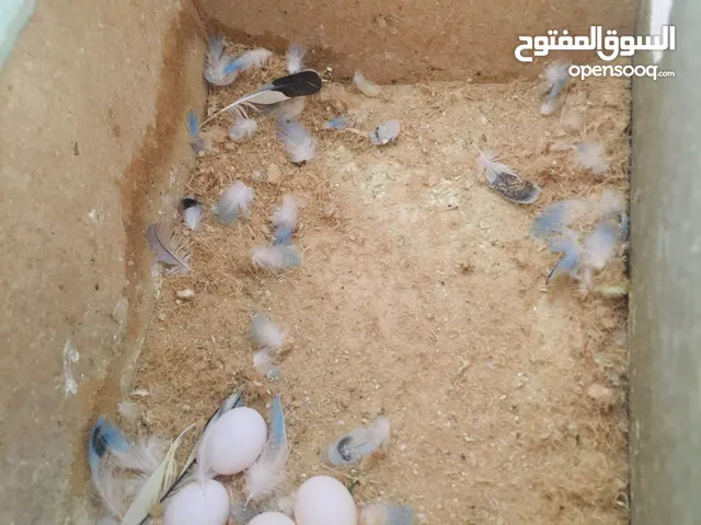 جوز حب اهلي فراخ تحتيهم 6 بيضات مع قفص 3 معالف مطلوب فيهم 11 موجودات في اربد