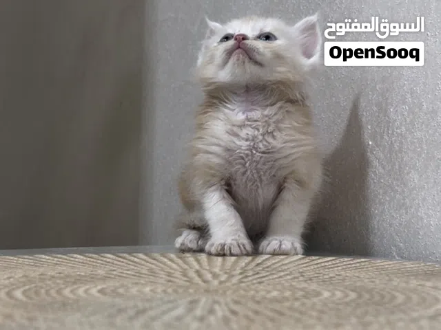 البيع قطط نتفه كبر جف الأيد