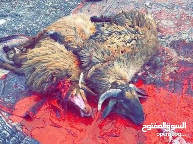 لحامين على استعداد التام لذبح جميع انواع المواشي خروف. عجل. جدي. ذبح في المنازل أضحيه