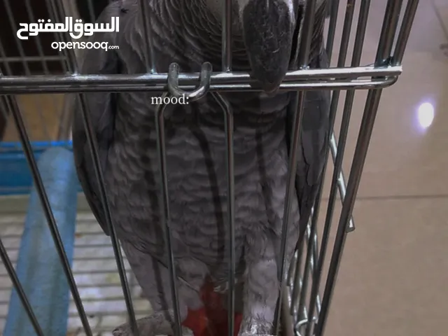 Grey Parrot For sale