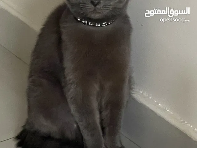 قط سكوتش ذكر