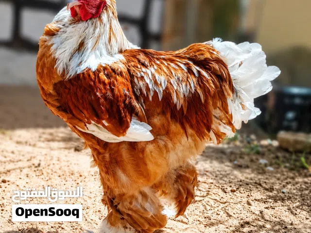 براهما مزركش لاقوة الا بالله 2026 حجم ربي يبارك