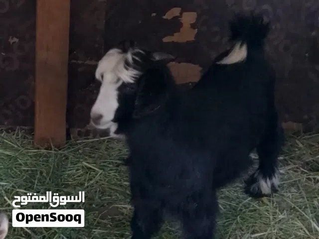 اذكر الله للبيع شاه وجدي