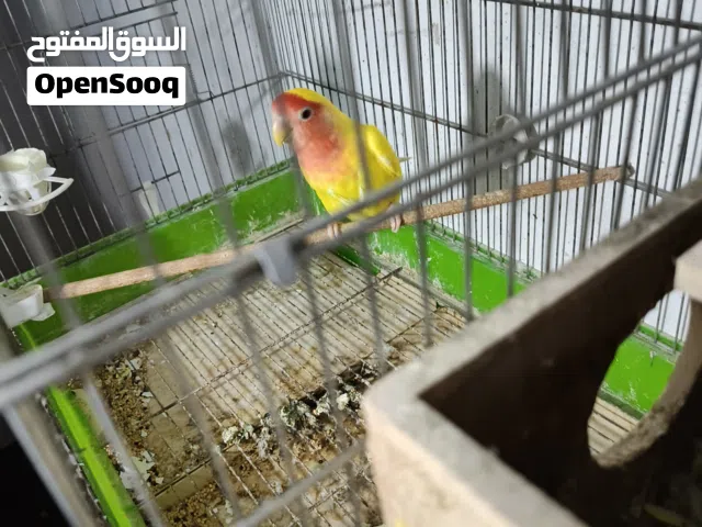 روز اينو لاتينو تحتي فراخ بسعر مناسب