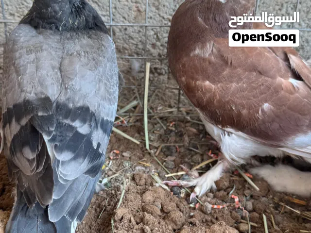 حمام للبيع شوف الوصف