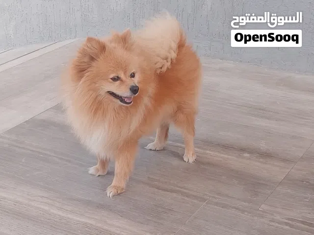 Pomeranian dog