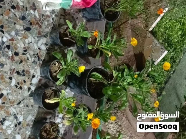 200 m2 4 Bedrooms Townhouse for Sale in Najaf Al Salaam