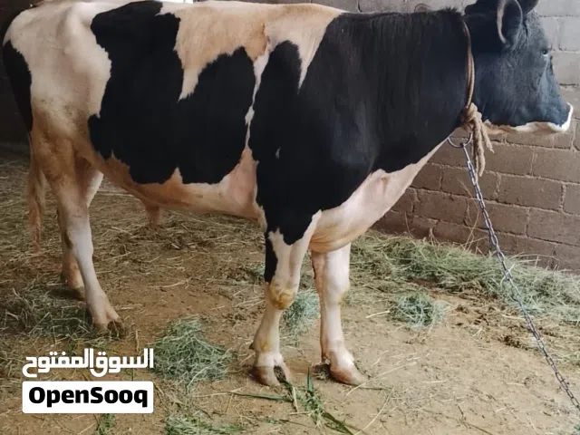 ثور هولندي بيور للبيع