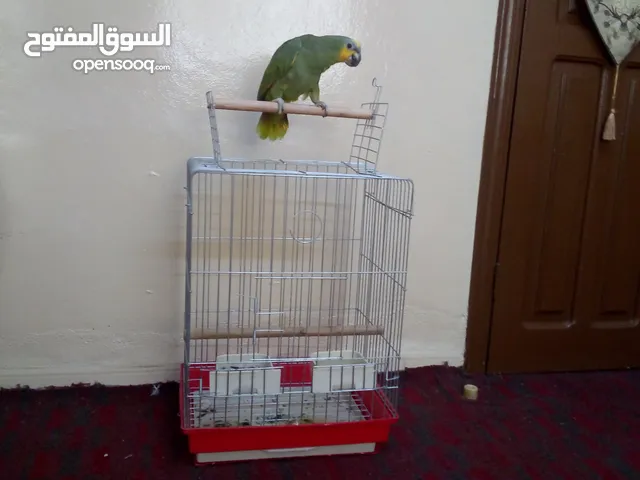ببغاء امازوني اليف مع القفص بسعر مغري