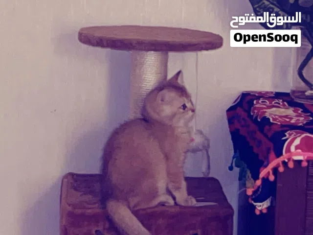 قطه بريتش جولد