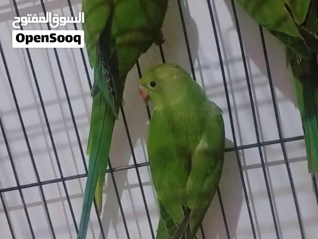 زوج بغبغاء دره مع ابنهم اليفات ابيعهم او ابدل بغير طيور