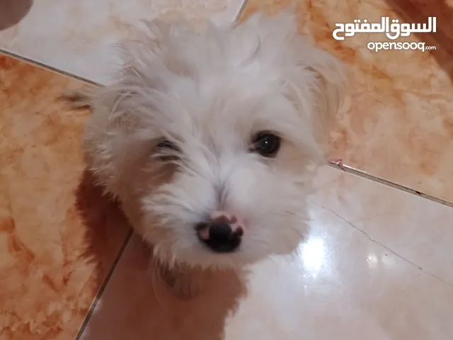 كلب مالتيز