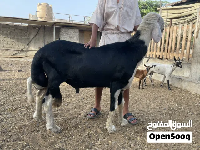 نجدي صنف معرف
