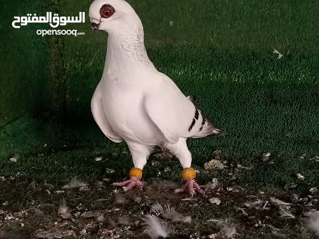 الجبل البيض الزرقاء
