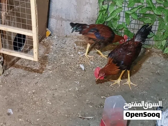 2 ديوك حمراء عمر 4اشهر