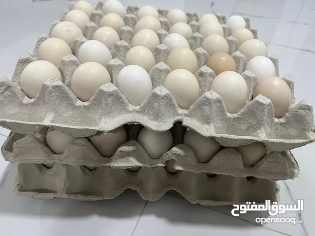 بيض محلي للاكل