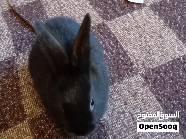 بيع الأرانب جمع النواع ولاحجام