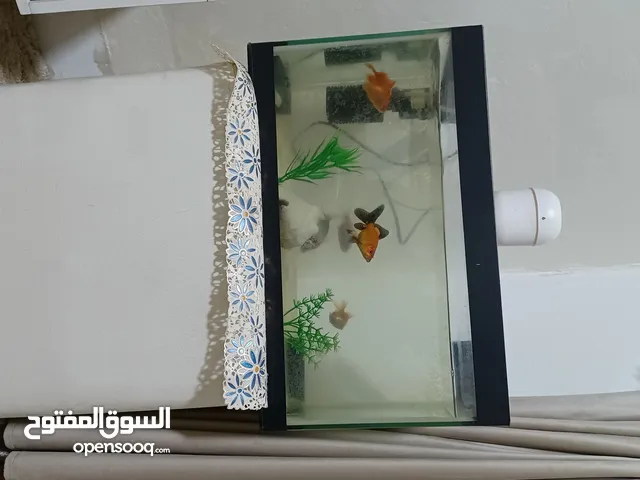 حوض سمك للبيع معو كل اغراضو ب 10