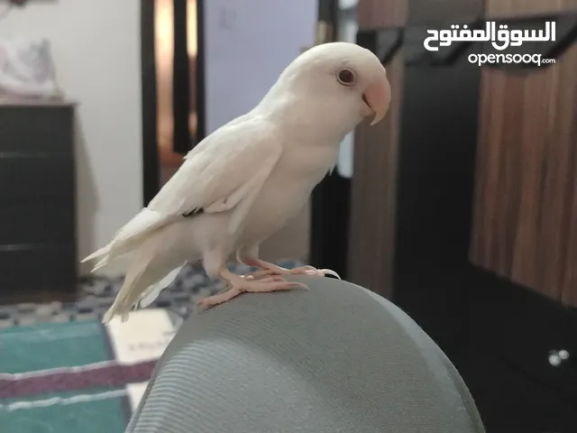 طير روز للبيع البينو اليف جدا السعر قابل للتفاوض اللون نادر وعيونه حمرا
