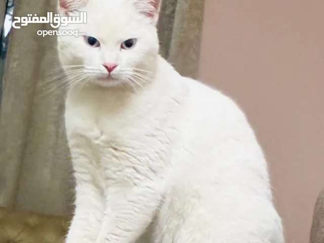قط الانجورا التركي ابيضّ