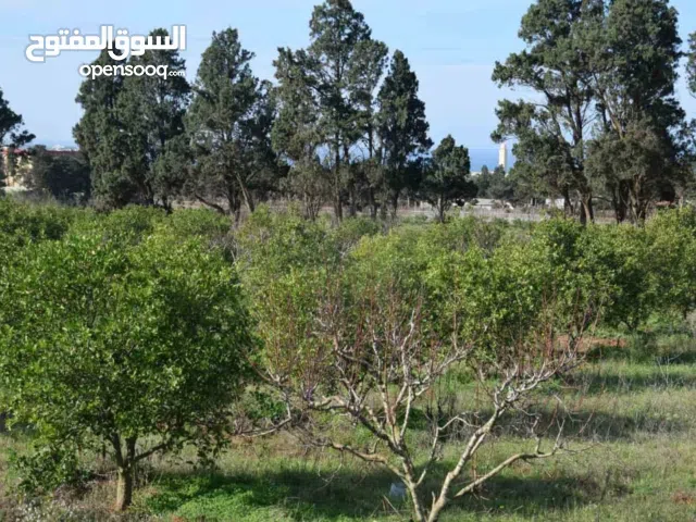Farm Land for Sale in Algeria Other