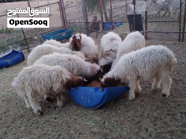 نغيمي للبيغ
