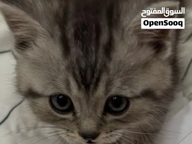 قطة جميلة ومميزة بملامح بريطانية (سيلفر تابي) قابل للتفاوض