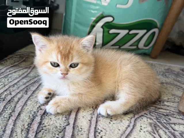 قطط ny 12  للبيع