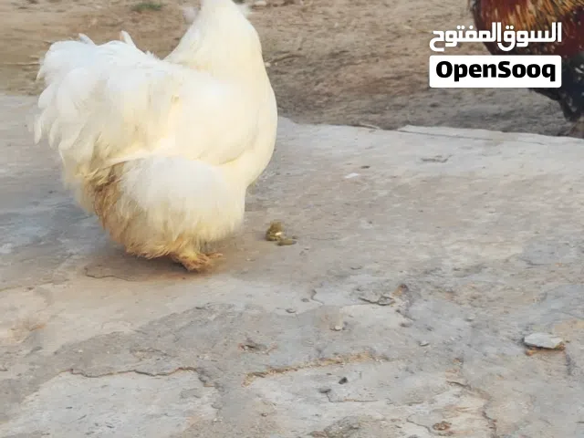 دجاج استرالي درجه اولي  فروج و3دجاجات دحي تبارك الله