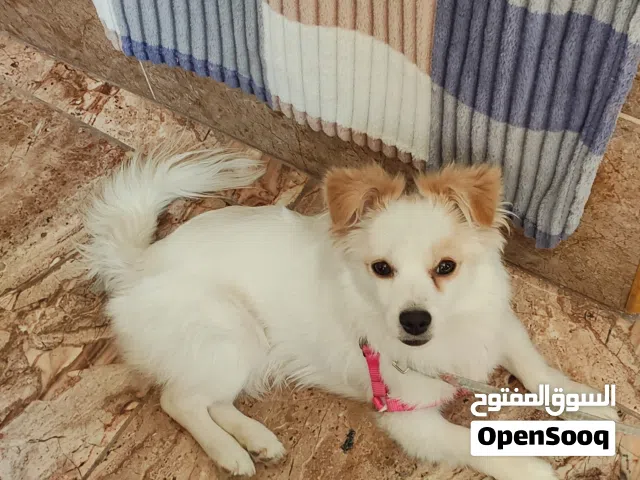 كلب موبرينيان ذكر عمره خمس شهور ومعه دفتره