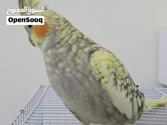 طيووور كووكتيل