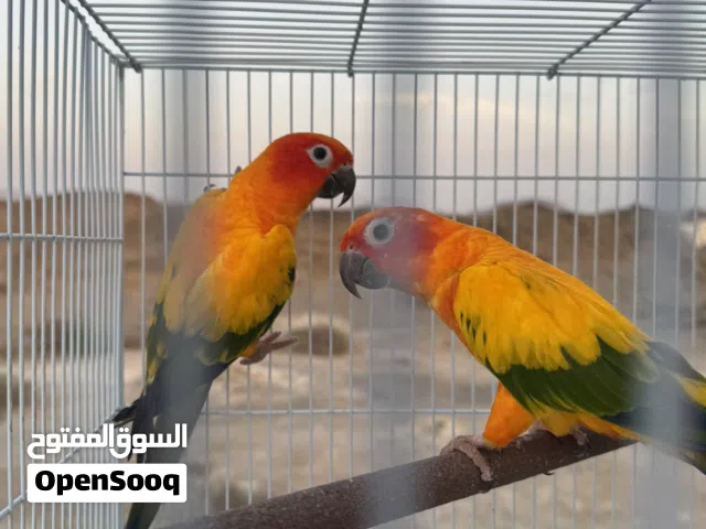 للبيع زوج صن كنيور منتج بكامل الملحقات Sun Conure