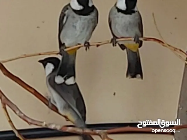 عرض بلابل محلية للبيع