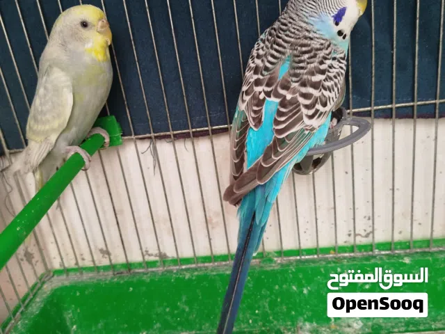 طيور حب ماشالله