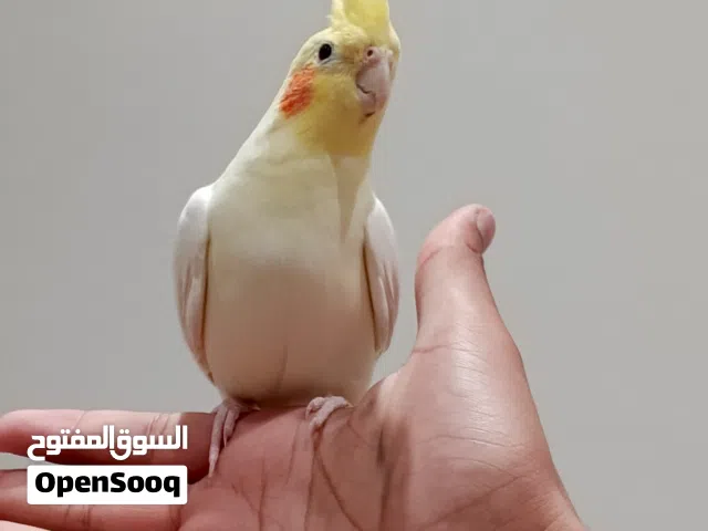 طير كوكتيل ذكر جاهز للانتاج