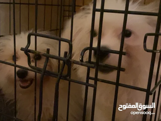 للبيع كلاب مالتيز صغار