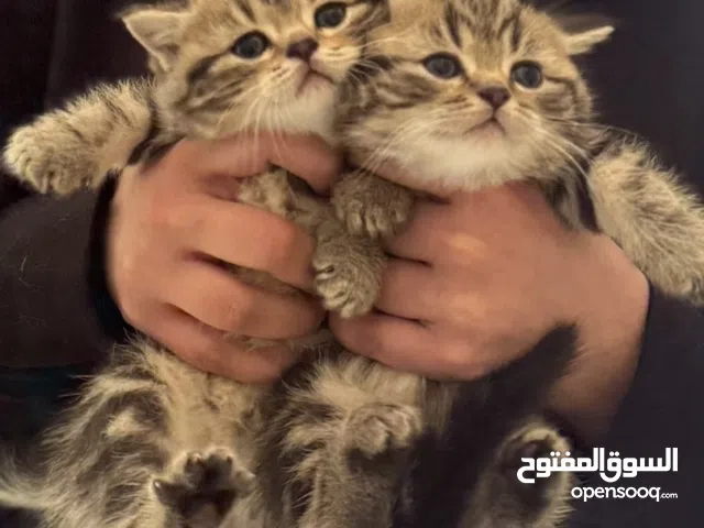 للبيع كتنز مكس سكوتش وبرتش شورت هير