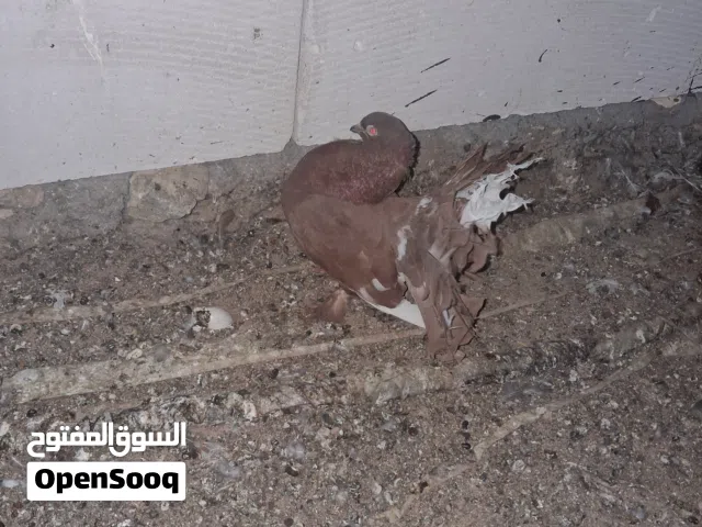 مطلوب. مطلوب نثيه عروسه و فحل بغدادي