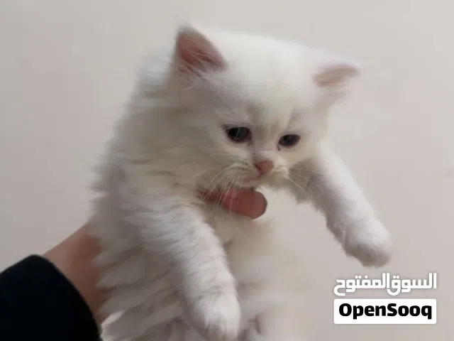 بيع قطط مكس انغورا وبيرشن