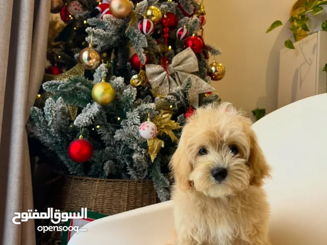 Mini Maltipoo puppies