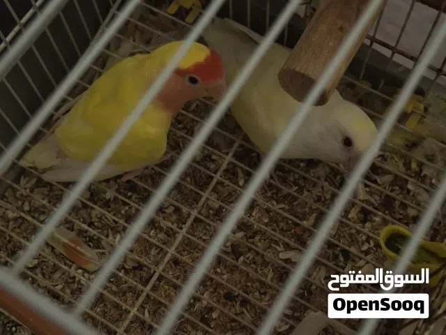 كوبيا روز عين حمرا زوز 360طرف180