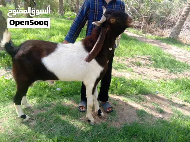 فحل صخل افغاني مال بيت وخشن شرط لكراع نضيف ونشط شرط صحا 550وبي مجال بسيط حك جية
